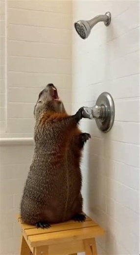 Groundhog tries a shower. Instant regret.