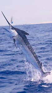 Join the Badco team as they travel 10,000 miles to this remote destination, the farthest of the World Tour and first time fishing in the Indian Ocean! Bazaruto: 10k Miles for the Ultimate Adventure Watch the new film on BADCOCrew dotcom Download the BADCO Crew Mobile App 📲 | Bad Company Fishing Adventures