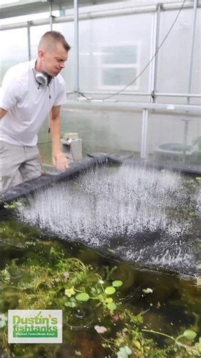 Removing Duckweed