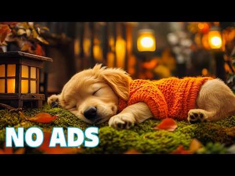 12 Stunden entspannende Musik für Hunde 🌸 Sanfte Melodien zum Wohlfühlen für Hunde 🐶 Hilft Hunden