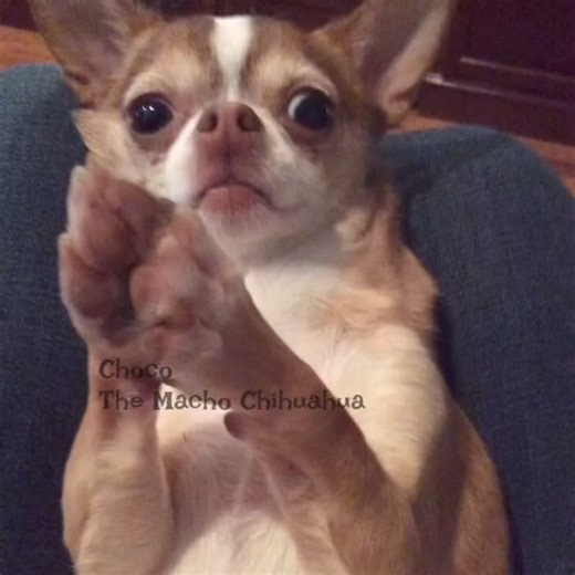 3.8K views · 555 reactions | Prayer for Miss @Betty Jean May❤️ | Choco the Macho Chihuahua | Facebook