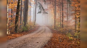 30 Minute Meditation Music, Relaxing Music, Calming Music, Stress Relief Music, Sleep Music