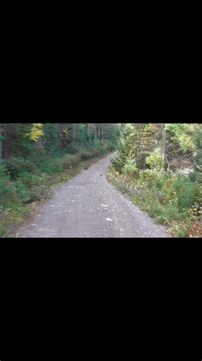 The spruce grouse’s best camouflage … SIT STILL ! Some people think they’re “ dumb “ , but you wouldn’t say that if you realized how many you’ve gone past without seeing them ;) ! #grouse #newfoundland #youtube #nature #newviewhunting #hunting | Feathers & Flies