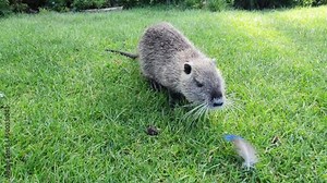 Nutria with long black fur, otter, swamp beaver walks on a green lawn near the river. Animal Water rat in the park, zoo, forest in summer.