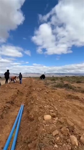 89K views · 1.8K reactions | African ostrich | African Safari Guide | Facebook