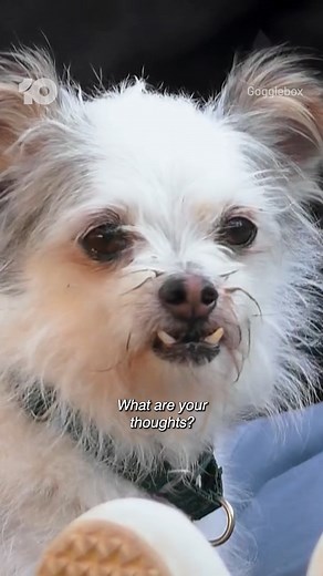 132K views · 2.9K reactions | Do Buster and Zoey find their furever home?  #TheDogHouseAU #GoggleboxAU | Stream Free on Channel 10 | Gogglebox Australia | Facebook