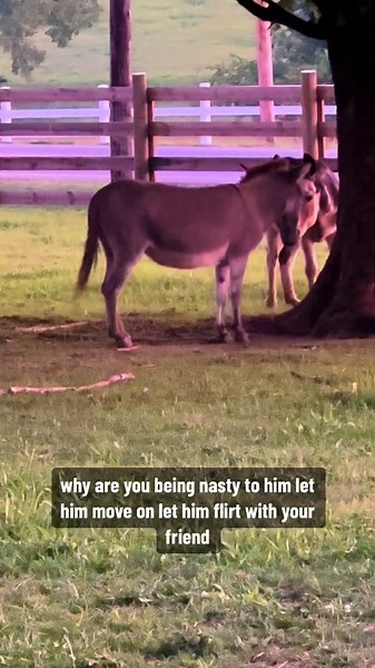 Mini Donkeys Get Dramatic Over Their Favorite Rolling Spot