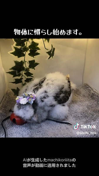 ハヤブサの成長過程と生活の様子