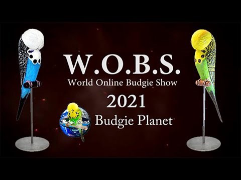 BUDGERIGAR |WORLD ONLINE BUDGIE SHOW 2021 | INSCRIPTION EXAMPLE | Daniel Lütolf & Salvador Riambau.