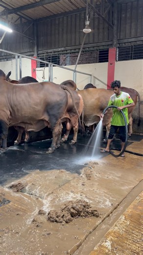 Cleaning on the cow farms