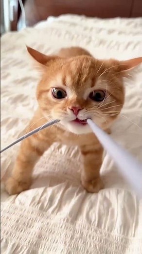 Kitten Are The CUTEST in the World #cute #cat #funny #pets #funnycats #kittens #shorts