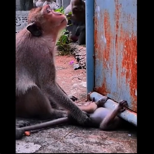 19K views · 152 reactions | Heartbreaking Scene as Tiny Monkey Struggles to Escape After Being Stuck Beneath the Rusty Wire Mesh | Anajak Sva | Facebook