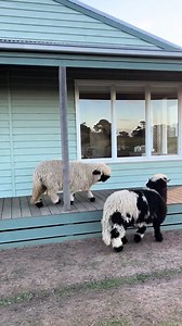 12M views · 188K reactions | Their little hops are so cute  | Furry Tails | Facebook