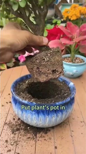 Repot without hurting roots