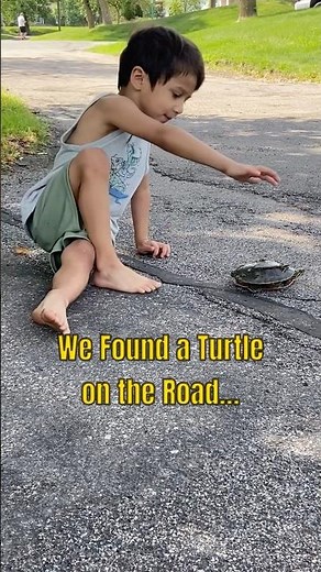 Watch How We Helped a Baby Turtle Get Home!
