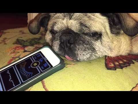 Pug snores at 96 decibels, then has sleep apnea