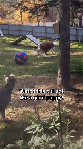 Adorable Puppy Cow Interacts with Dogs in Heartwarming Video