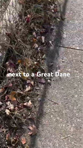 Mailman hunger games #uspshumor #postallife #voiceover