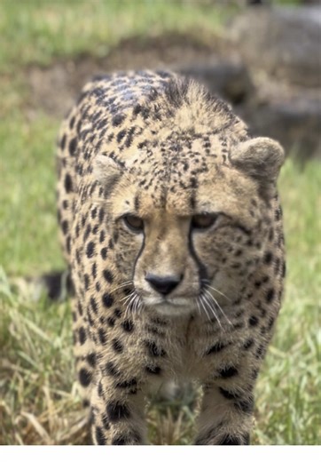 Welcome New Cheetah Boys at Sydney Zoo!
