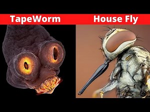 10 Insects You DON'T Want To See Under A Microscope