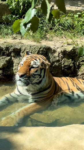 There’s still plenty of summer to enjoy at the Zoo with a membership! clevelandzoosociety.org/membership | Cleveland Zoological Society