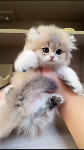 So many cute kittens playing! #Shorts