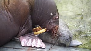 4K views · 109 reactions | BABY WALRUS! -- Check out this newborn Pacific walrus born last week at SeaWorld Orlando! -- https://on.fox4now.com/2XN4ukx | Fox 4 | Facebook