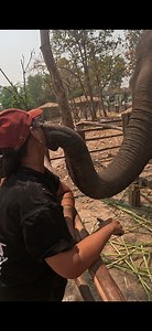 35K views · 305 reactions | How much does it cost to feed elephants in Thailand #elephants #babyelephant #elephant | Ellis Rayson | Facebook