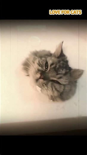 Clumsy Cat's Hilarious Box Escape! 😂#catshorts #pets #cute #funny #shorts #cat