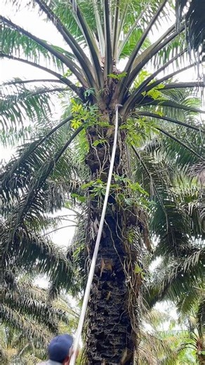 Sabit cap 111 ketajamannya mantap lor #shorts #shortvideo #trending