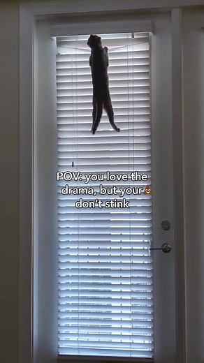 Fresh Step Heavy Duty litter with 30-Day Odor Control can take your cat’s confidence to new heights. #staysassy #freshstep #freshsteplitter #catparent #cats | Fresh Step Litter | Facebook