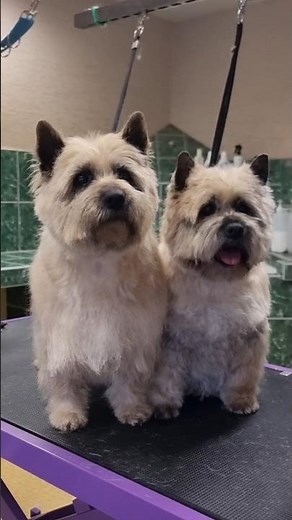 Don’t Clip a Cairn Terrier ❗ Watch the Proper Hand Stripping Result ✂️🐾