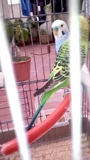 comment reconnaître un mâle et femelle perruche