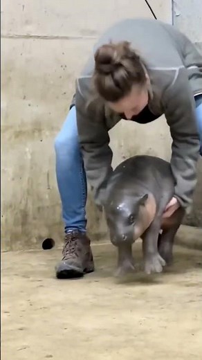 🦛 Amazing Hippo Transformation | From Cute Baby Hippo to Giant Hippopotamus 😱🔥