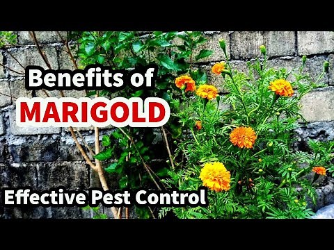 BENEFITS OF GROWING MARIGOLD PLANT IN YOUR GARDEN