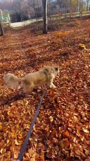 Peggy a fost găsită în Cumpărătura, rănită de o mașină, încovoiată de durere, cu osul sacral fracturat. Atunci abia își ridica privirea, iar fiecare încercare de a sta în picioare era o luptă pentru ea. Au urmat luni de zile de tratament neurologic, exerciții și încurajări la fiecare pas. Astăzi, în video, o vedeți altfel. Mergem prin natură ca să spargem monotonia adăpostului și să-i dăm un strop de libertate. Își ține coada sus, privește frunzele și pare că în sfârșit respiră alt aer decât cel