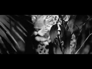 CERRONE - ¨THE IMPACT ¨ JANE GOODALL ENGLISH SUBTITLES FULL HD Embrace of the Serpent (2015)