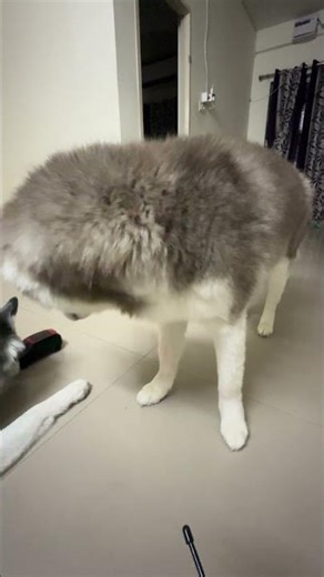 #husky Chutti ponnu zara full control remote car🤣🤣#youtubeshorts #dog #shorts #viral