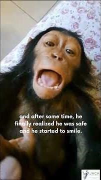 Wild and wonderful Wildlife: Viral video of tiny chimp rescued & moment that will capture your heart