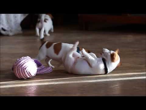 Chiots Jack Russell ~ 6 semaines