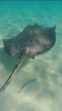 Touching Stingrays in Antigua Felt Unreal! #shorts #travel