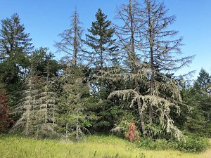 Western Oregon conifers continue to show damage from drought
