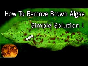 How to remove brown algae in aquarium simple solution || what causes brown algae