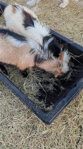 The bottom of the Sled has the Good Stuff 😊💕