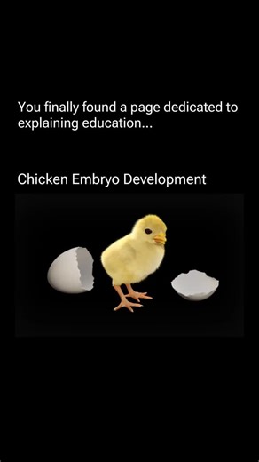 Explain Education on Instagram: "Chicken embryo development begins when a fertilized egg is incubated at the right temperature. Within the first day, the embryo starts forming basic structures like the brain, heart, and spinal cord. By day 3–4, the heart begins to beat and blood vessels spread across the yolk for nourishment. Over the next days, organs, limbs, feathers, and beak develop. By day 21, the chick is fully formed and ready to hatch. 🐣 #embryo #chicken #learn #informative"