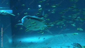 Stingray Swimming Amongst School of Fish