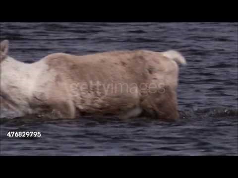 world animals remake caribou music video