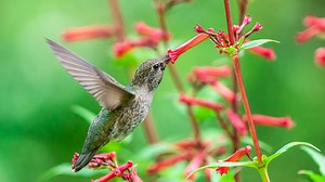 Hummingbird Are Migrating! Here's How To Help Them Along
