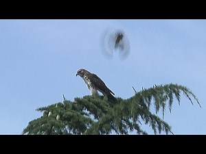 Hawk being attacked by Blue Jays