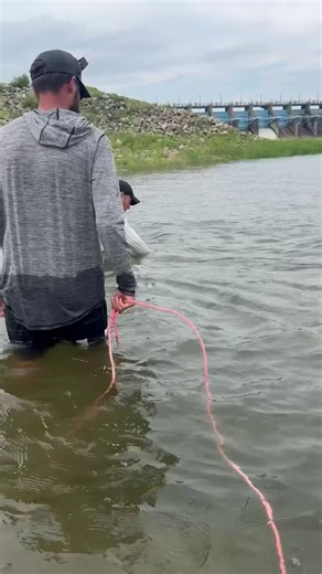 Alligator Gar on the Saltwater Rat-L-Trap! Proof that the Rat-L-Trap is built tough and can catch fish of any size! 🐊🔊🎣💪 #billlewis #billlewisfishing #rattletrap | Bill Lewis Fishing